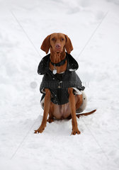 Krippenbrunn  Oesterreich  Hund mit Hundemantel im Schnee