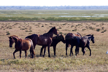 Aznalcazar  Spanien  Pferde im Nationalpark