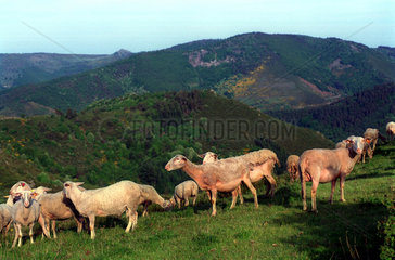 Schafe in einem entlegenen Landstrich in der Ardeche  Frankreich