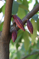 Matale  Sri Lanka  Kakaofruechte im Gewuerzgarten -Lucky Land-