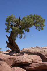 Moab  USA - einzelner Nadelbaum im Arches Nationalpark