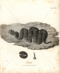 Horned viper from Bruce's Travels to Discover the Source of the Nile  1790.