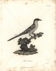 Great spotted cuckoo from Bruce's Travels to Discover the Source of the Nile  1790.