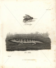 Zimb and skink from Bruce's Travels to Discover the Source of the Nile  1790.