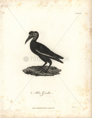 Abyssinian hornbill from Bruce's Travels to Discover the Source of the Nile  1790.