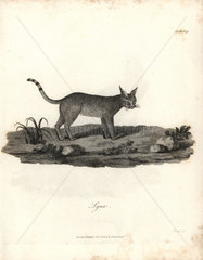 Booted lynx from Bruce's Travels to Discover the Source of the Nile  1790.