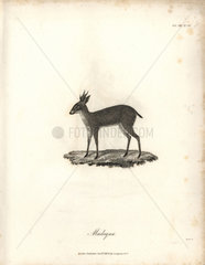 Salt's dik-dik antelope from Bruce's Travels to Discover the Source of the Nile  1790.