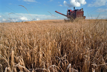 Maehdrescher bei der Getreideernte  Litauen