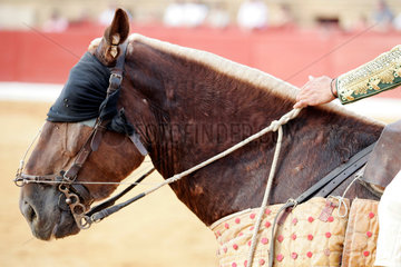 Das Pferd des Pikadors vor dem Stierkampf mit verbundenen Augen  Spanien