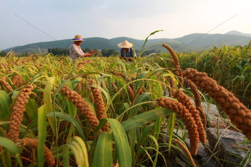 #CHINA-END OF SUMMER-AGRICULTURE(CN)