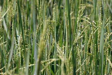 Koggala  Sri Lanka  bewaesserte Reisfelder  Detailaufnahme von Reisplanzen