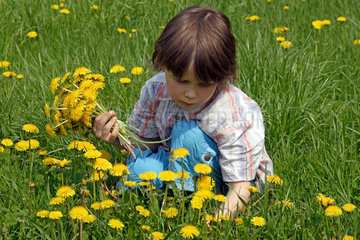 Leipzig  ein Kind plueckt Blumen auf einer Wiese