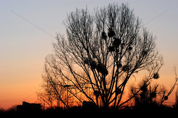 Sonnenaufgang hinter einem Baum