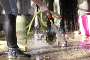 Berlin  Deutschland  Huf eines Pferdes wird mit Wasser gesaeubert