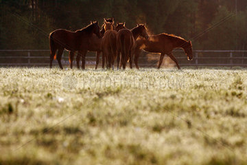 Soltau  Deutschland  Pferde am Morgen auf der Weide