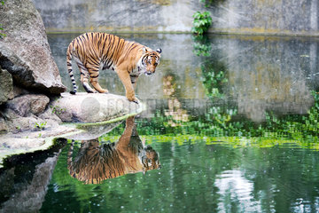 Berlin  Deutschland  ein Tiger im Berliner Zoo