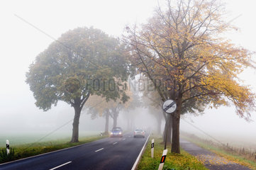 Wandlitz  Deutschland  Herbstnebel auf der L 109