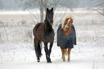 Koenigs Wusterhausen  Deutschland  Pferde im Winter auf einer schneebedeckten Koppel
