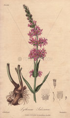 Purple loosestrife  Lythrum salicaria