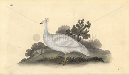 White crested pea-hen from Edward Donovan's Natural History of British Birds  London  1818.