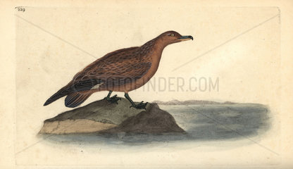 Great skua from Edward Donovan's Natural History of British Birds  London  1818.
