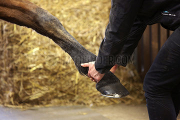 Neuenhagen  Deutschland  Vorderbein eines Pferdes wird gestreckt