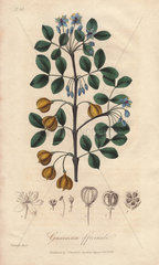 Roughbark lignum-vitae  Guaiacum officinale (endangered)