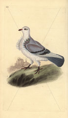 Turbit pigeon from Edward Donovan's Natural History of British Birds  London  1818.
