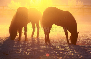 Goerlsdorf  Deutschland  Silhouette  Pferde bei Sonnenaufgang auf der Koppel