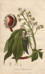 Horse-chestnut or conker tree  Aesculus hippocastanum