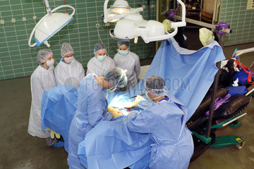 Berlin  Deutschland  Studenten beobachten Tieraerzte bei einer Operation am Pferd
