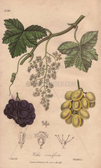 Grapes  Vitis vinifera