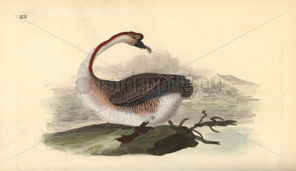 Swan goose from Edward Donovan's Natural History of British Birds  London  1818.