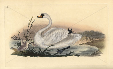 Mute swan from Edward Donovan's Natural History of British Birds  London  1818.