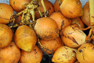 Galle  Sri Lanka  Kokosnuesse auf dem Markt