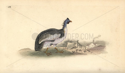 Helmeted guineafowl from Edward Donovan's Natural History of British Birds  London  1818.