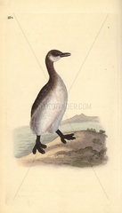 Red-necked grebe (female) from Edward Donovan's Natural History of British Birds  London  1818.