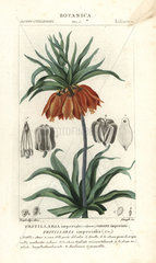 Crown imperial  Fritillaria imperialis