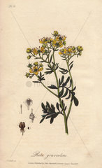 Common rue or herb-of-grace  Ruta graveolens