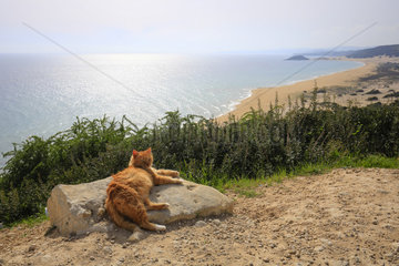 Dipkarpaz  Tuerkische Republik Nordzypern  Zypern - Golden Beach mit Katze