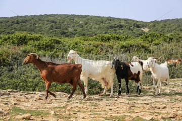 Dipkarpaz  Tuerkische Republik Nordzypern  Zypern - Ziegen auf der Halbinsel Karpaz