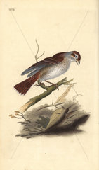 Red-backed shrike (female) from Edward Donovan's Natural History of British Birds  London  1818.