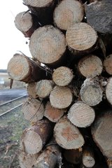 Holz auf die Schiene