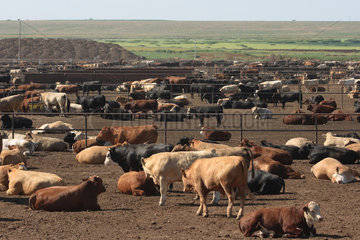Wildorado  USA  Rinderbullen stehen und liegen in Gattern zusammengepfercht