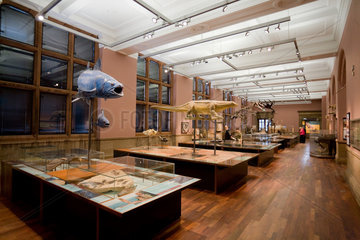 Glasgow  Grossbritannien  die naturhistorische Sammlung im Kelvingrove Museum
