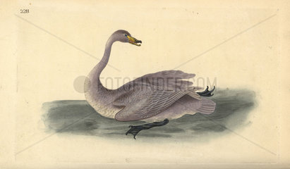 Wild swan (immature) from Edward Donovan's Natural History of British Birds  London  1818.