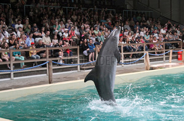 Muenster  Deutschland  Delfin zeigt ein Kunststueck vor Publikum