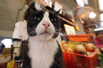 Hong Kong  China  Katze auf einem Wochenmarkt
