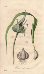 Garlic  Allium sativum