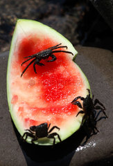 Alicudi  Italien  schwarze Strandkrabben auf einem Stueck Wassermelone